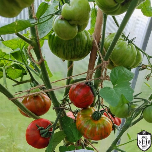Solanum lycopersicum 'Marizol Maroon' - Harilik tomat 'Marizol Maroon' P9/0,55L    